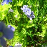 Florismatei